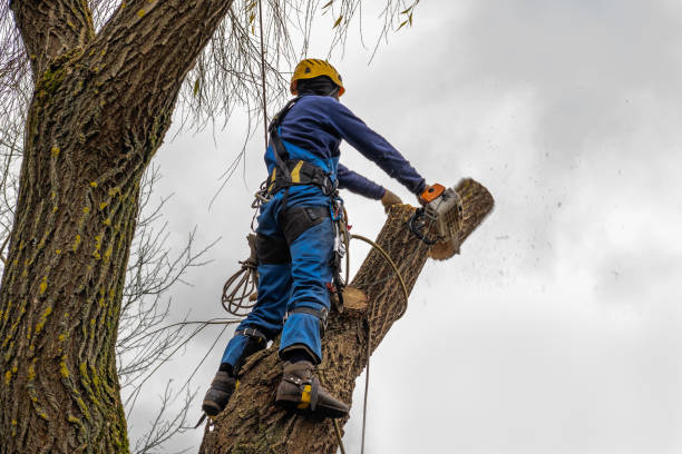 Best Stump Grinding and Removal  in Candler Mcafee, GA